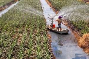 Tiếp tục tái cơ cấu lại ngành Nông nghiệp theo hướng nâng cao giá trị gia tăng