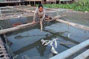 Cảnh báo bất lợi về môi trường đối với nuôi cá lồng, bè trên sông Vàm Cỏ Đông