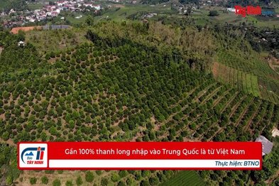 Gần 100% thanh long nhập vào Trung Quốc là từ Việt Nam