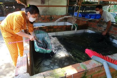 Mô hình nuôi lươn không bùn với hiệu quả kinh tế cao