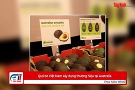 Quả bơ Việt Nam xây dựng thương hiệu tại Australia