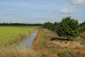 Nhiều diện tích đất lúa, đất rừng đặc dụng, đất rừng phòng hộ được chuyển mục đích để thực hiện các dự án phát triển KTXH nhưng chưa triển khai