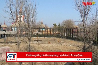 Chiêm ngưỡng hổ khoang vàng quý hiếm ở Trung Quốc