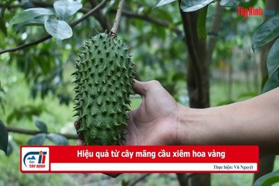 Hiệu quả từ cây mãng cầu xiêm hoa vàng