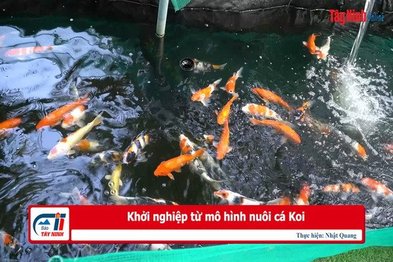 Khởi nghiệp từ mô hình nuôi cá Koi