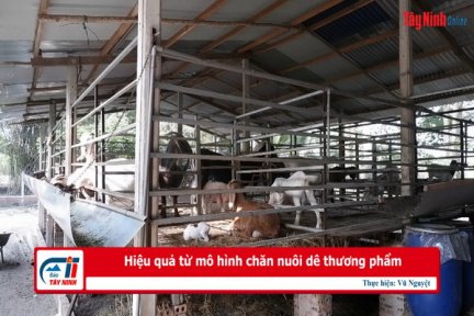 Hiệu quả từ mô hình chăn nuôi dê thương phẩm