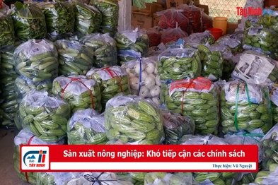 Sản xuất nông nghiệp: Khó tiếp cận các chính sách