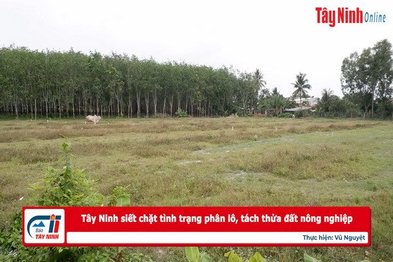 Tây Ninh siết chặt tình trạng phân lô, tách thửa đất nông nghiệp