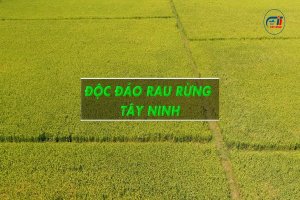 Độc đáo rau rừng Tây Ninh