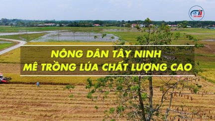 Nông dân Tây Ninh mê trồng lúa chất lượng cao