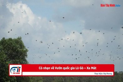 Cò nhạn về Vườn quốc gia Lò Gò – Xa Mát