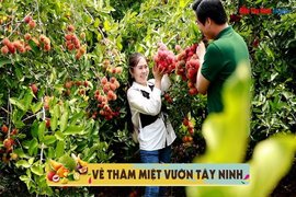 Về thăm miệt vườn Tây Ninh