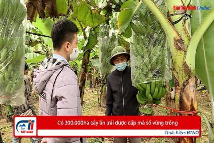 Có 300.000ha cây ăn trái được cấp mã số vùng trồng