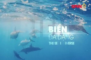 Cầu truyền hình trực tiếp Khát vọng đại dương xanh-Sự kiện cấp Quốc gia đầu tiên tại Cam Ranh