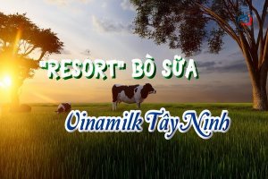 “Resort” bò sữa Vinamilk Tây Ninh-Phần 2