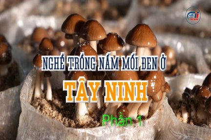 Nghề trồng nấm mối đen ở Tây Ninh-Phần 1