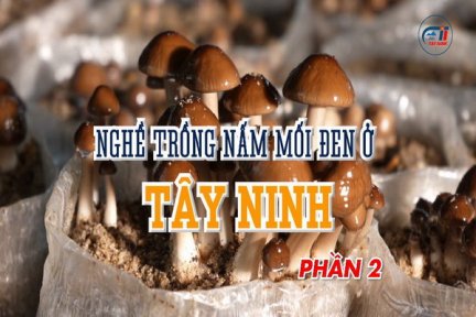 Nghề trồng nấm mối đen ở Tây Ninh-Phần 2