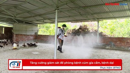 Tăng cường giám sát để phòng bệnh cúm gia cầm, bệnh dại