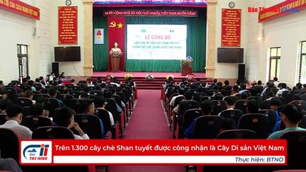 Trên 1.300 cây chè Shan tuyết được công nhận là Cây Di sản Việt Nam