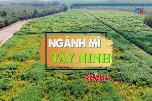 Ngành mì Tây Ninh-Phần 1