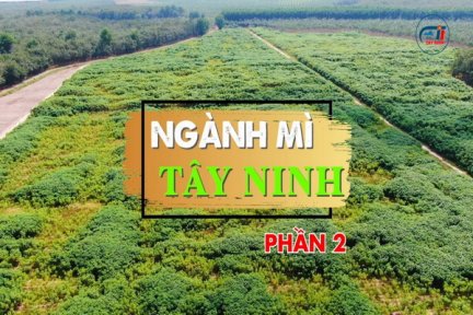 Ngành mì Tây Ninh-Phần 2