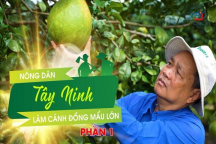 Nông dân Tây Ninh làm cánh đồng mẫu lớn-Phần 1