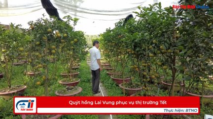 Quýt hồng Lai Vung phục vụ thị trường Tết