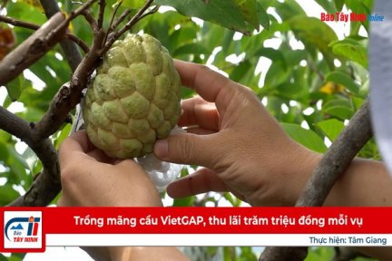 Trồng mãng cầu VietGAP, thu lãi trăm triệu đồng mỗi vụ