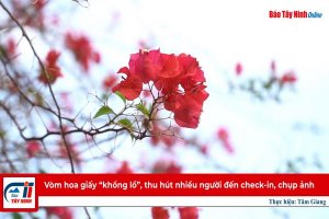 Vòm hoa giấy “khổng lồ”, thu hút nhiều người đến check-in, chụp ảnh