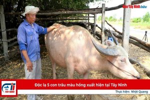 Độc lạ 5 con trâu màu hồng xuất hiện tại Tây Ninh