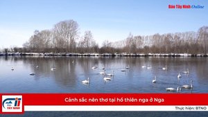 Cảnh sắc nên thơ tại hồ thiên nga ở Nga