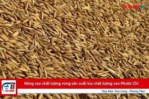 Nâng cao chất lượng vùng sản xuất lúa chất lượng cao Phước Chỉ
