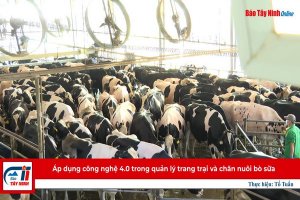 Áp dụng công nghệ 4.0 trong quản lý trang trại và chăn nuôi bò sữa
