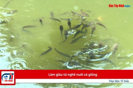 Làm giàu từ nghề nuôi cá giống