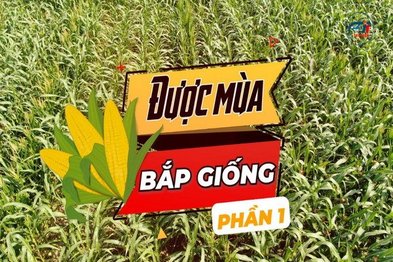 Được mùa bắp giống-Phần 1