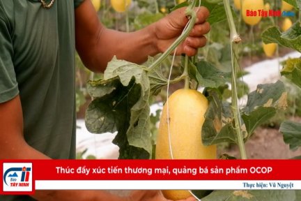 Thúc đẩy xúc tiến thương mại, quảng bá sản phẩm OCOP