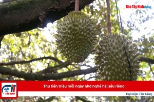 Thu tiền triệu mỗi ngày nhờ nghề hái sầu riêng