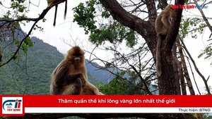 Thăm quần thể khỉ lông vàng lớn nhất thế giới