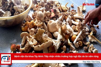 Bệnh viện Đa khoa Tây Ninh: Tiếp nhận nhiều trường hợp ngộ độc do ăn nấm rừng