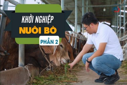 Khởi nghiệp nuôi bò-Phần 2