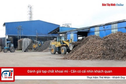 Đánh giá tạp chất khoai mì-Cần có cái nhìn khách quan