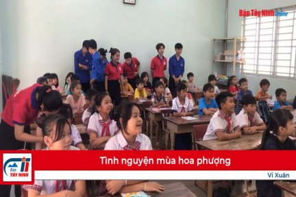 “Tình nguyện mùa hoa phượng”