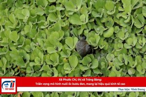 Xã Phước Chỉ, thị xã Trảng Bàng: Triển vọng mô hình nuôi ốc bươu đen, mang lại hiệu quả kinh tế cao