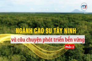 Ngành cao su Tây Ninh và câu chuyện phát triển bền vững-Phần 2