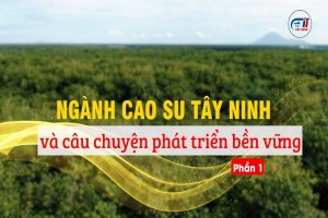Ngành cao su Tây Ninh và câu chuyện phát triển bền vững-Phần 1