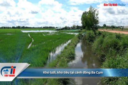 Khó tưới, khó tiêu tại cánh đồng Ba Cụm