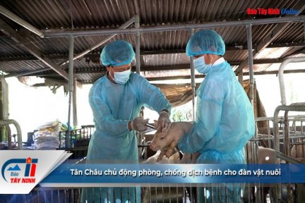 Tân Châu: Chủ động phòng, chống dịch bệnh cho đàn vật nuôi