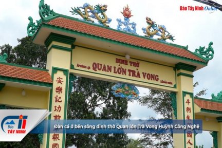 Đàn cá ở bến sông dinh thờ Quan lớn Trà Vong Huỳnh Công Nghệ