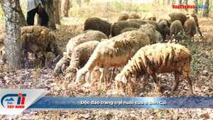 Độc đáo trang trại nuôi cừu ở Bến Củi