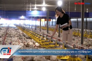 Tây Ninh: Phát triển ngành nông nghiệp theo hướng nông nghiệp công nghệ cao, nông nghiệp sạch